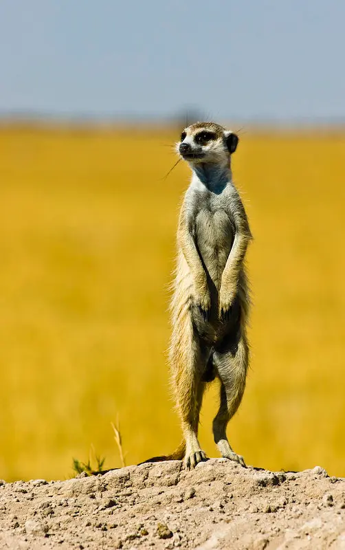 Suricate makgadikgadi la voyagerie botswana